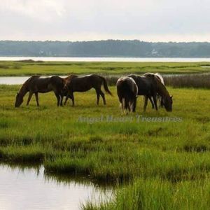 4x6 Original Photography Assateague Wild Horses